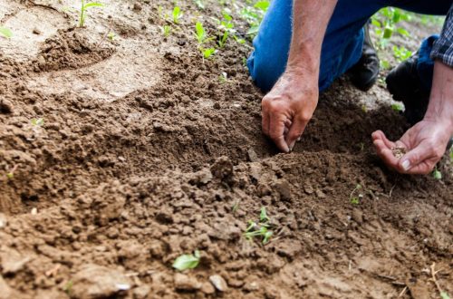 entdecken sie die welt des gärtnerns! tipps und tricks für hobbygärtner und profis, um ihren garten zum blühen zu bringen. von pflanzenpflege bis landschaftsgestaltung – alles, was sie wissen müssen, um ihre grüne oase zu gestalten.