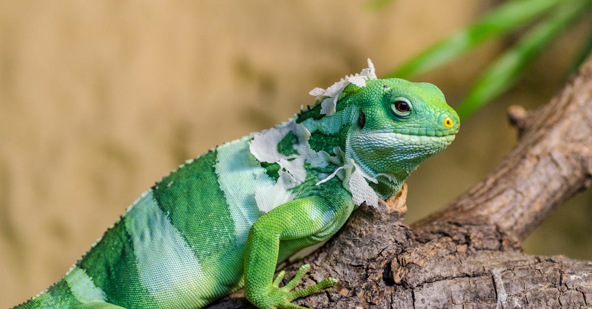 entdecken sie das crawling, eine entscheidende methode zur indexierung von webseiten durch suchmaschinen. optimieren sie ihre sichtbarkeit online und lernen sie die besten techniken für effektives web-crawling kennen.