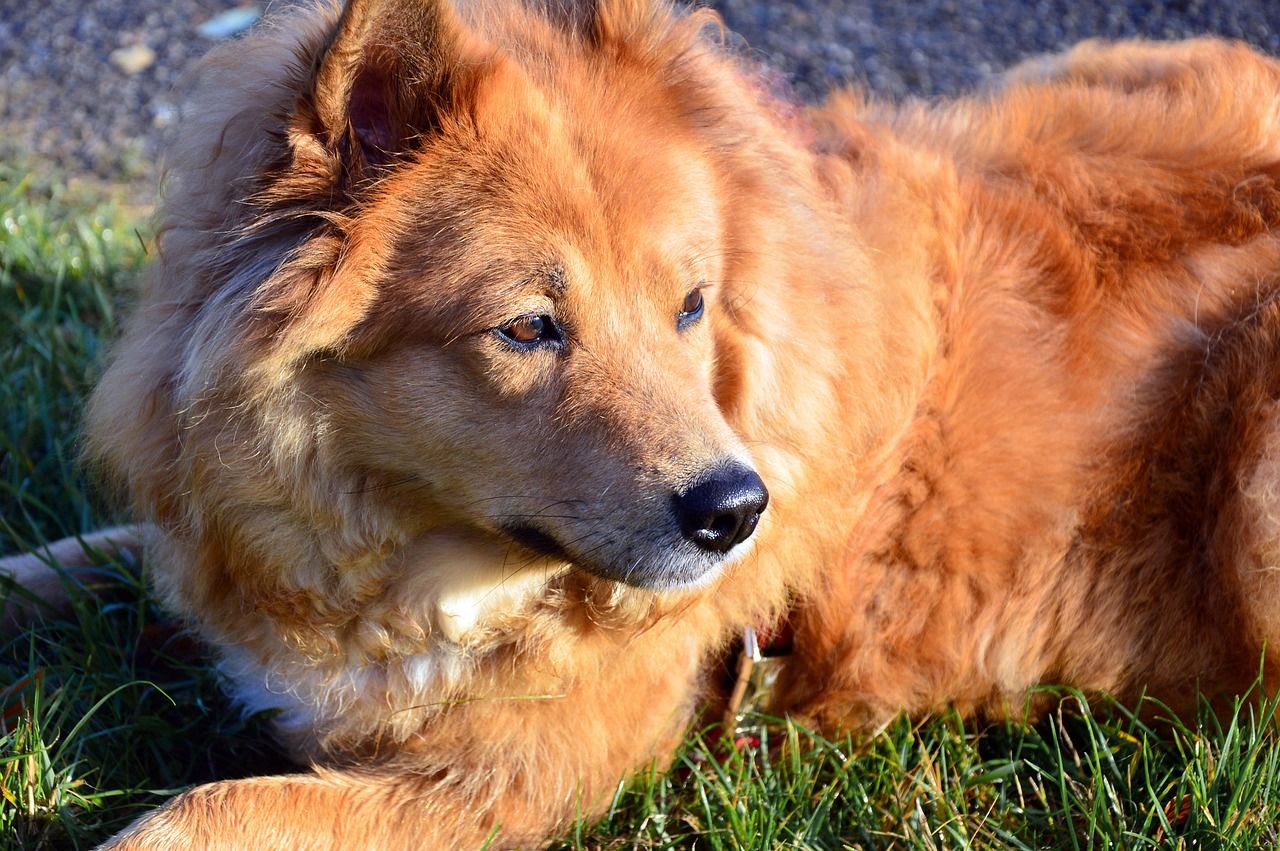 entdecken sie die vorteile der tiertherapie! erfahren sie, wie der kontakt zu tieren emotionale heilung und stressabbau fördern kann. ideal für menschen jeden alters, die auf der suche nach ganzheitlichen ansätzen zur verbesserung ihres wohlbefindens sind.