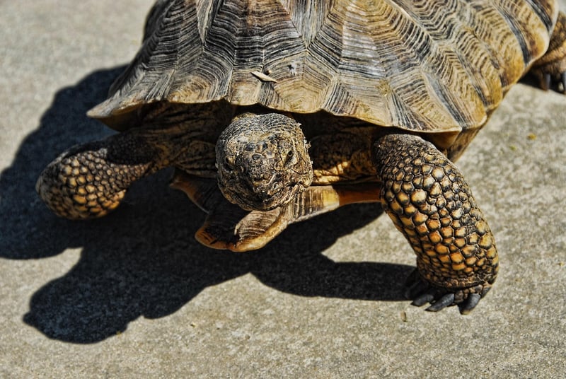 tortue du désert